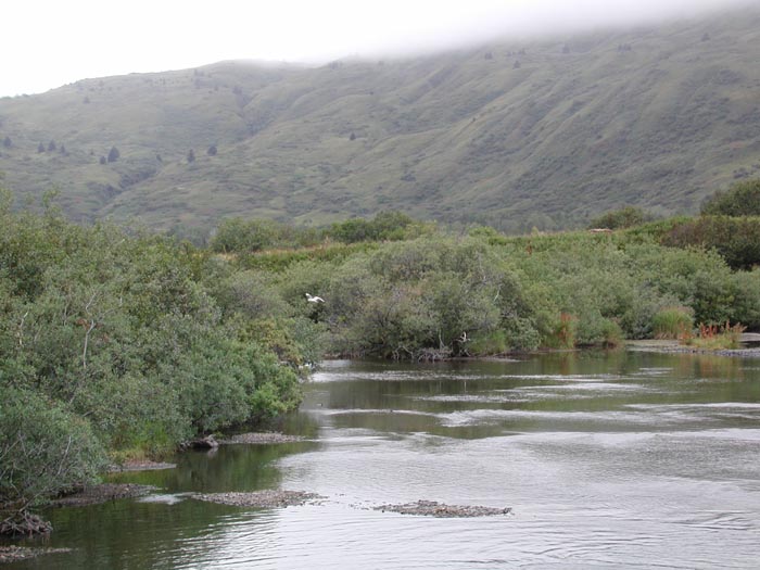 Kodiak river 2.jpg 74.8K